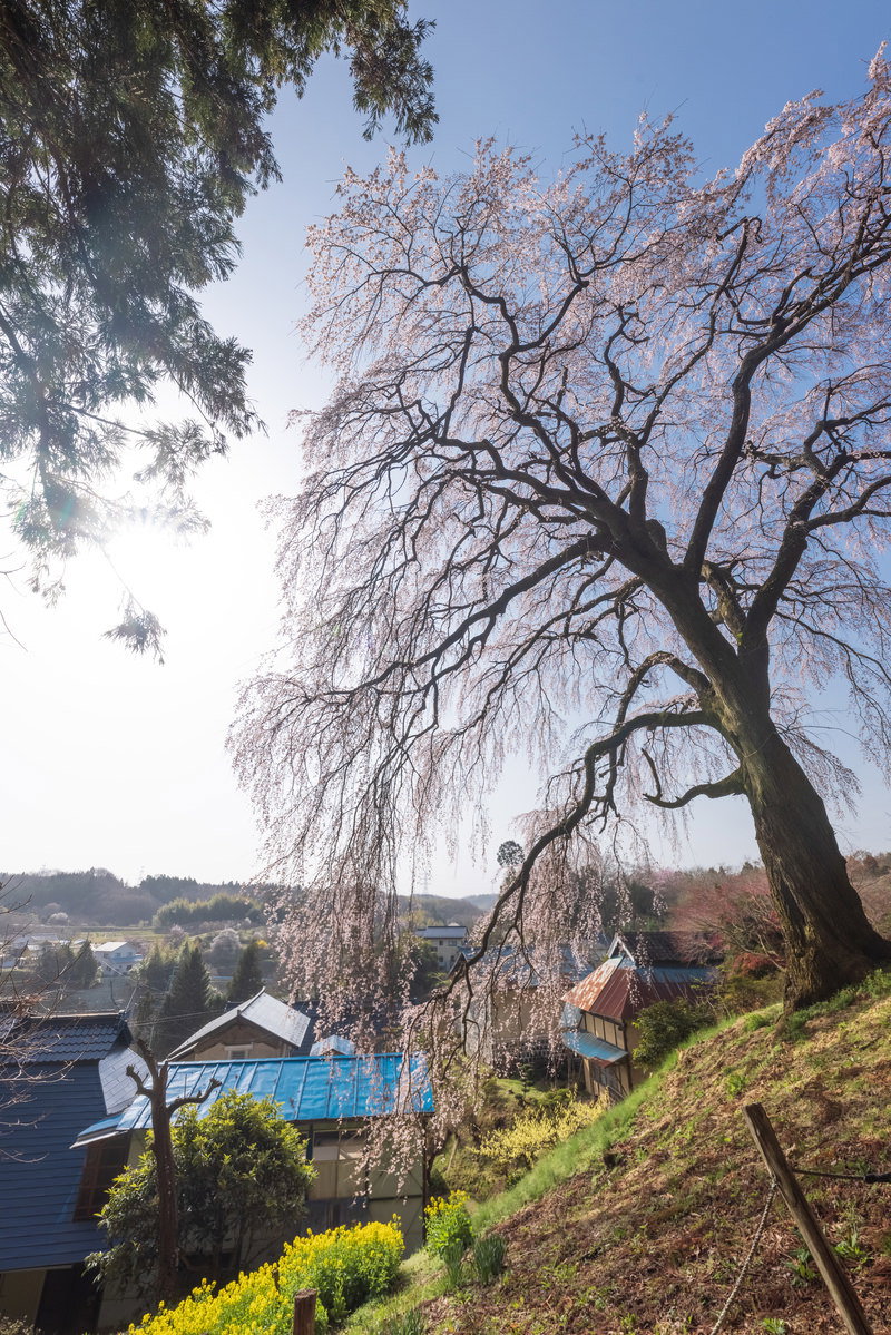 青空を背景に満開に咲く樹齢の古いしだれ桜と、麓に見える春の田園風景