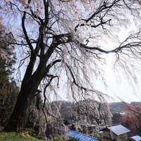 村を見渡す高台に聳える樹齢400年のしだれ桜の写真