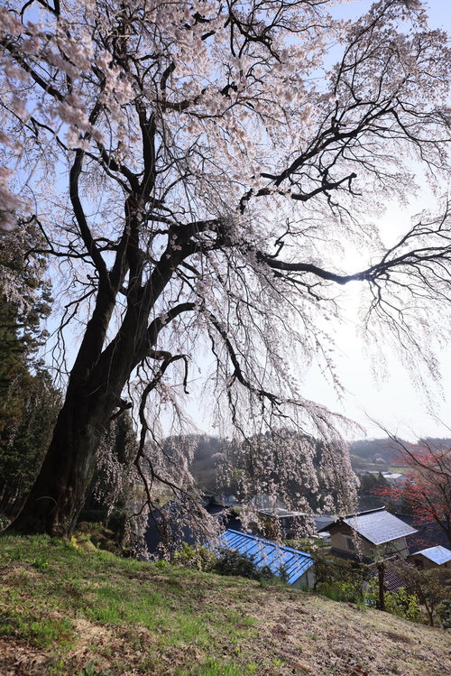 村を見渡す高台に聳える樹齢400年のしだれ桜