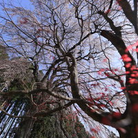 樹齢約200年のしだれ桜「内出の桜」の様子の写真