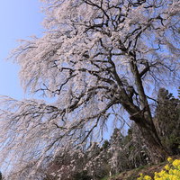 樹齢200年以上の内出のサクラ、満開のしだれ桜と菜の花の写真