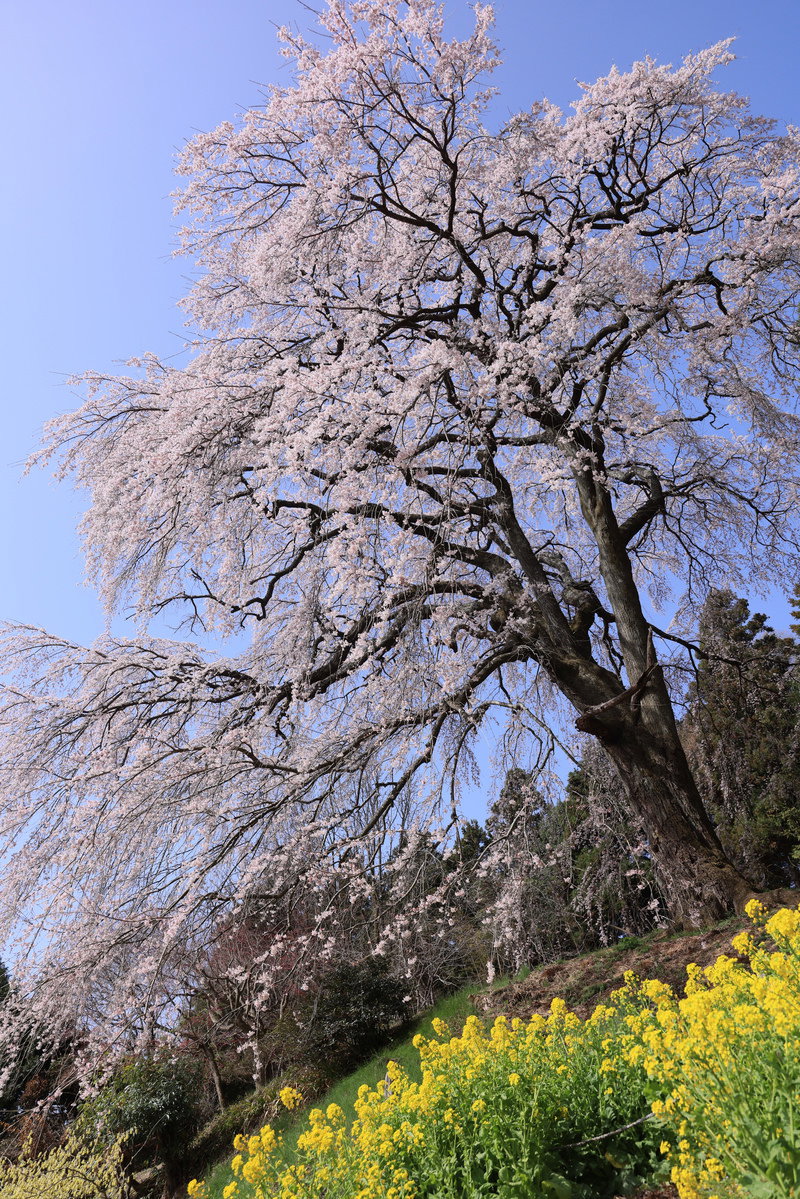 青空の下で満開に咲く樹齢200年以上の内出のサクラと黄色い菜の花