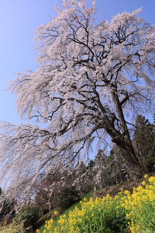 樹齢200年以上の内出のサクラ、満開のしだれ桜と菜の花