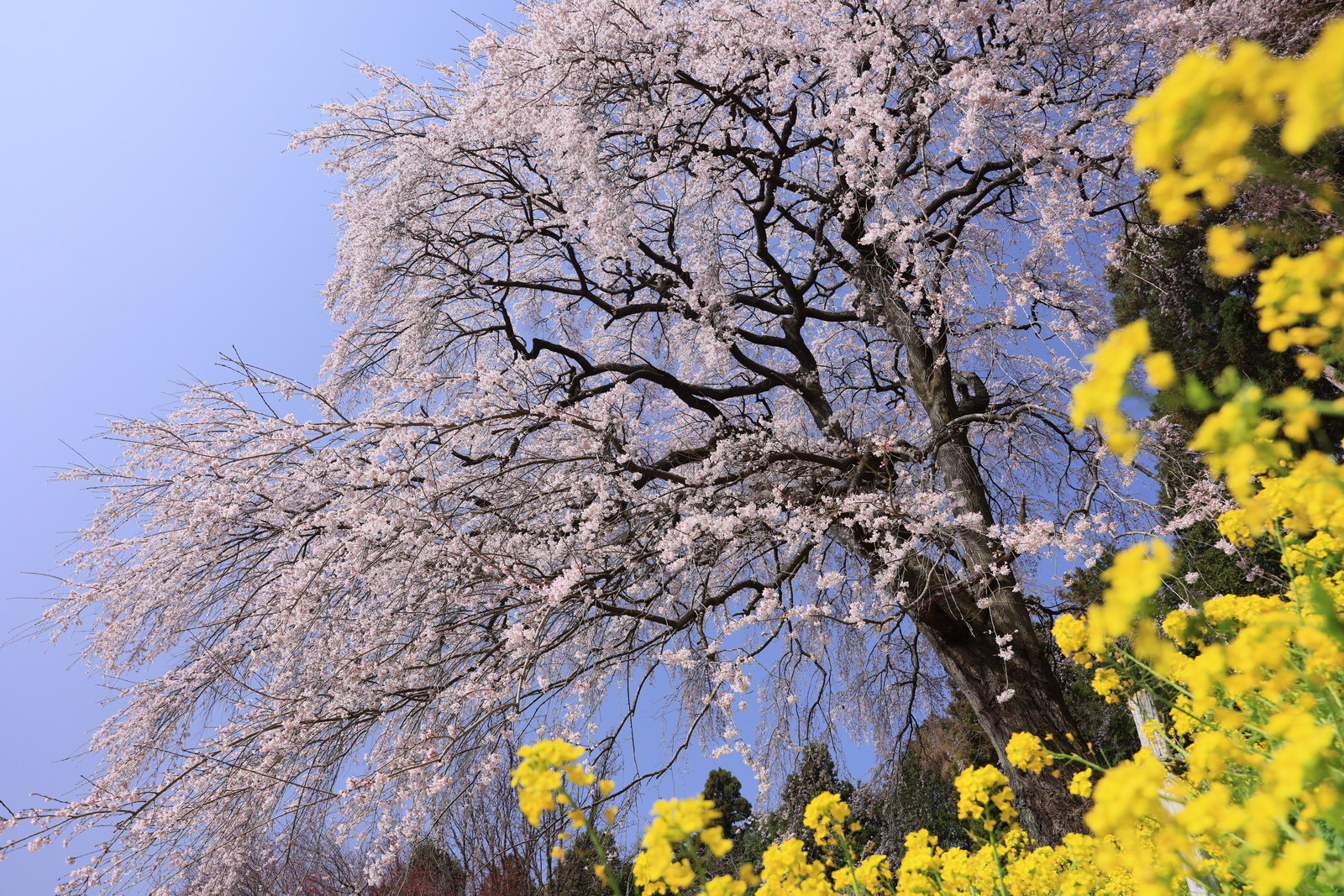青空の下で満開に咲くしだれ桜と黄色い菜の花が美しく咲く春の風景