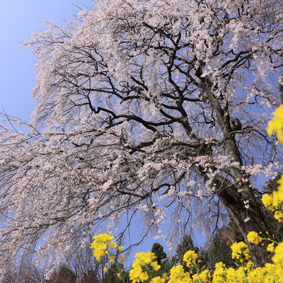 逢瀬公園の桜吹雪の中を走る子供達と満開の桜並木の写真素材 - フリー
