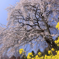 樹齢200年以上の枝垂れ桜と黄色い菜の花が咲く内出の桜の写真