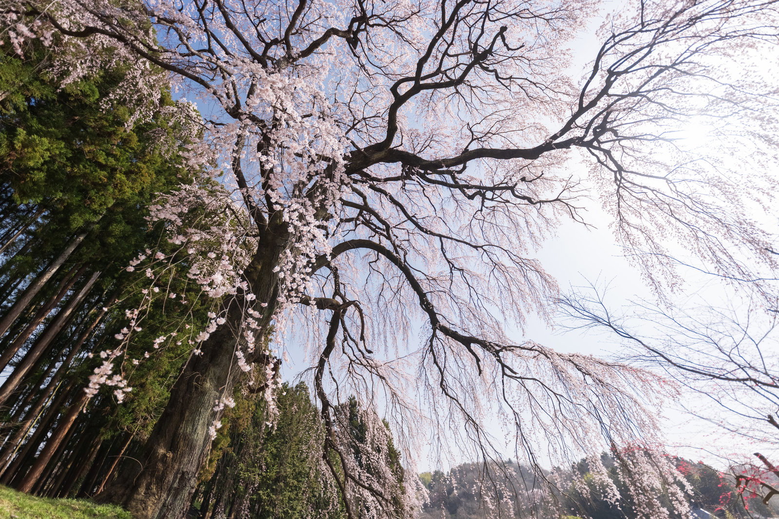 満開のしだれ桜が青空の下で枝を垂らして咲く内出の桜