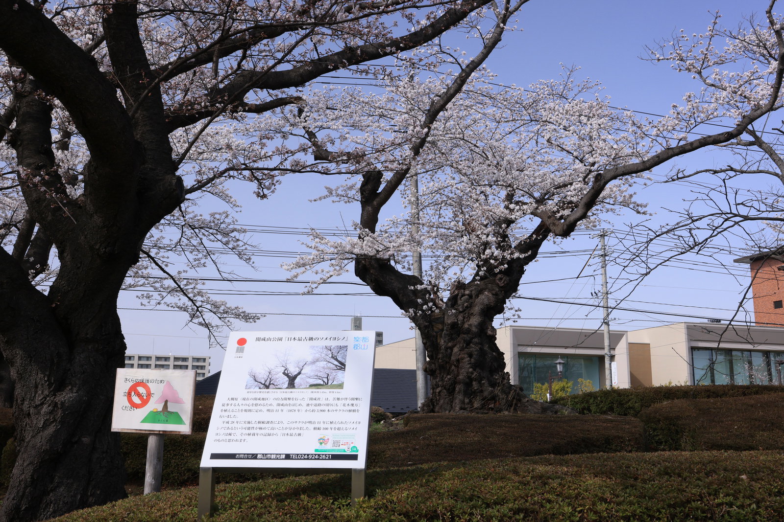満開の桜の木の下に設置された日本最古の染井吉野を説明する白い看板