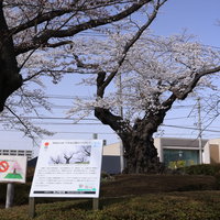 開成山公園の日本最古ソメイヨシノを説明する看板の写真