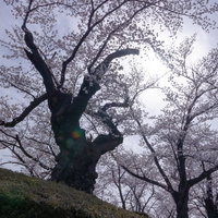 開成山公園の日本最古の染井吉野の木と春の風景の写真