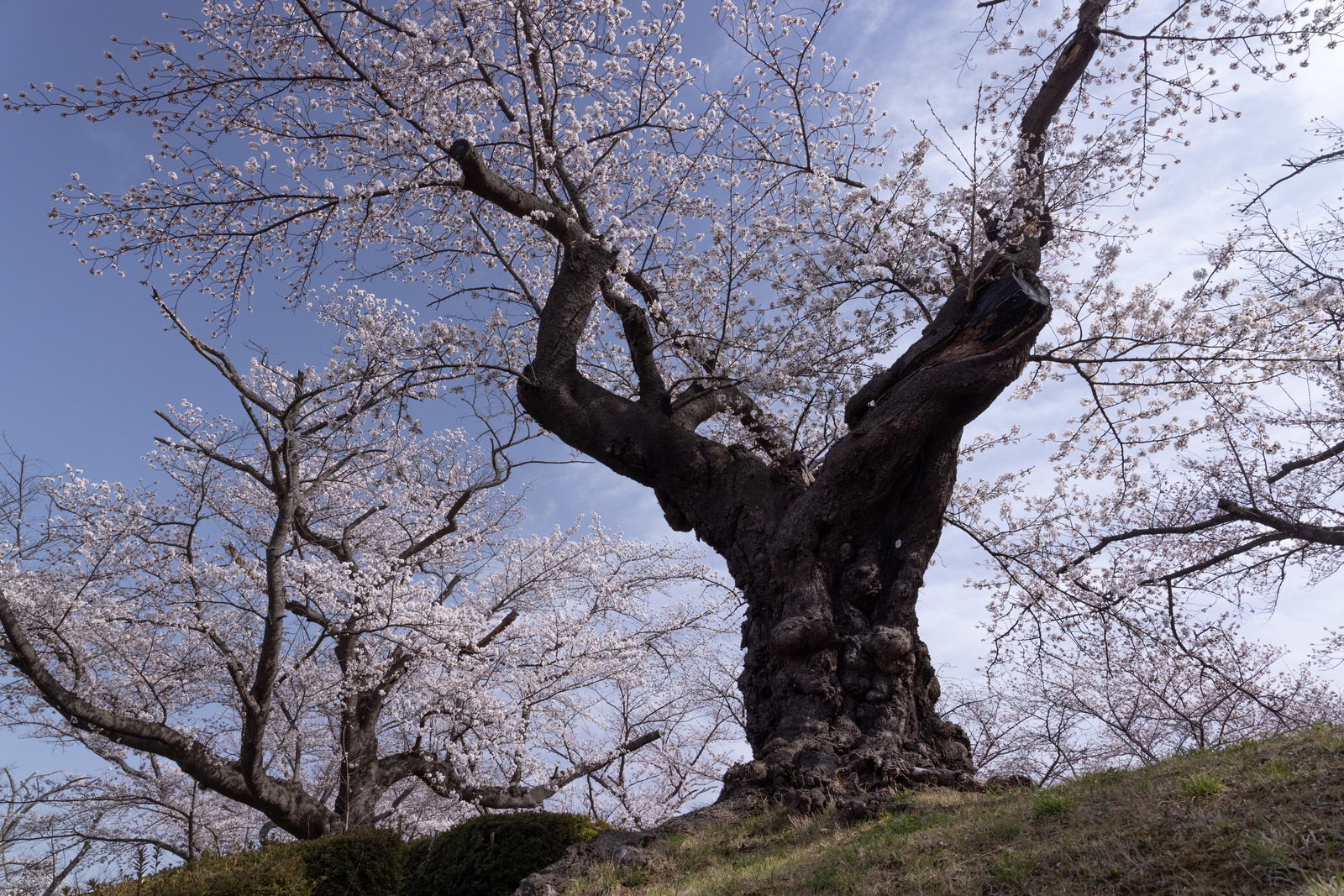 薄雲の残る青空を背景に満開の染井吉野が咲き誇る様子