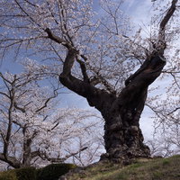 薄雲残る青空と日本最古の染井吉野が満開の桜の写真