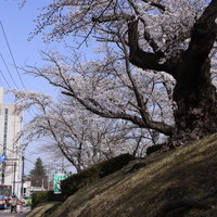 バス停と開成山公園の日本最古の染井吉野桜の写真