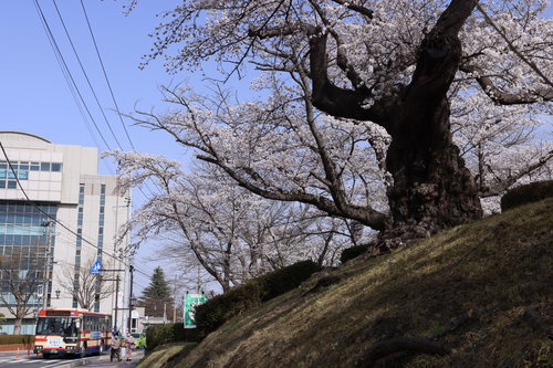 バス停と開成山公園の日本最古の染井吉野桜