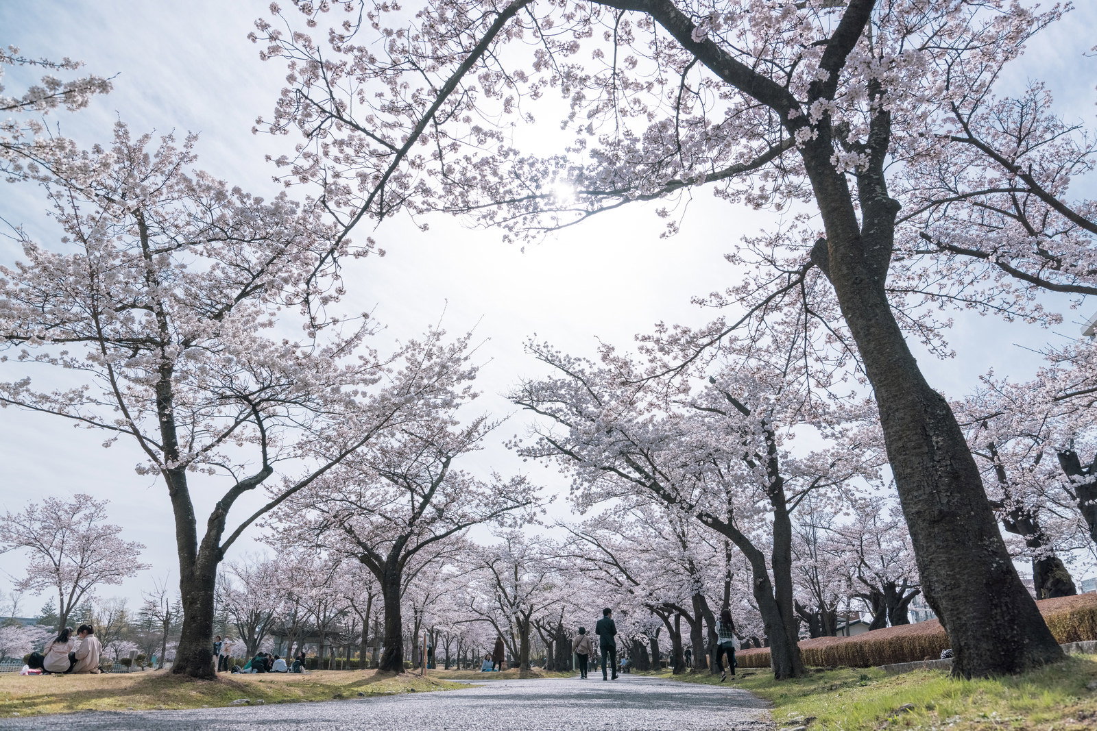 開成山公園で満開の桜が両側に並ぶ桜並木の風景
