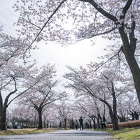 満開の開成山公園の桜並木 福島県郡山市の春の風景の写真