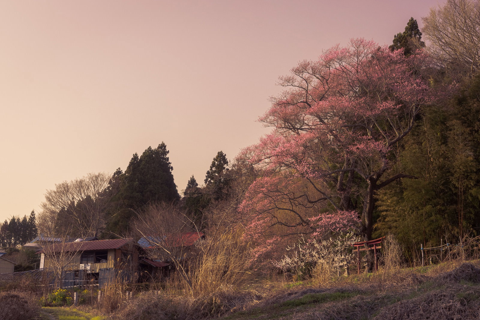 Spring landscape with clusters of pink cherry blossoms on hilly terrain, a red-roofed building, and coniferous forest visible in the distance