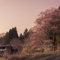夕日に染まる郡山市の大和田稲荷神社と子授け櫻の写真