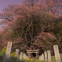 夕陽に染まる子授け桜の満開と参拝道の鳥居の写真