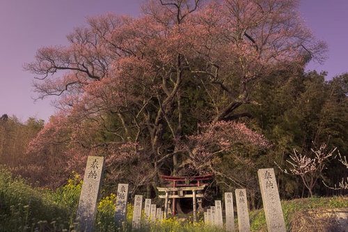 夕陽に染まる子授け桜の満開と参拝道の鳥居