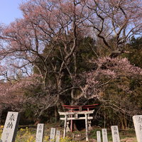 大和田稲荷神社へ続く紅白の鳥居と子授け櫻の写真