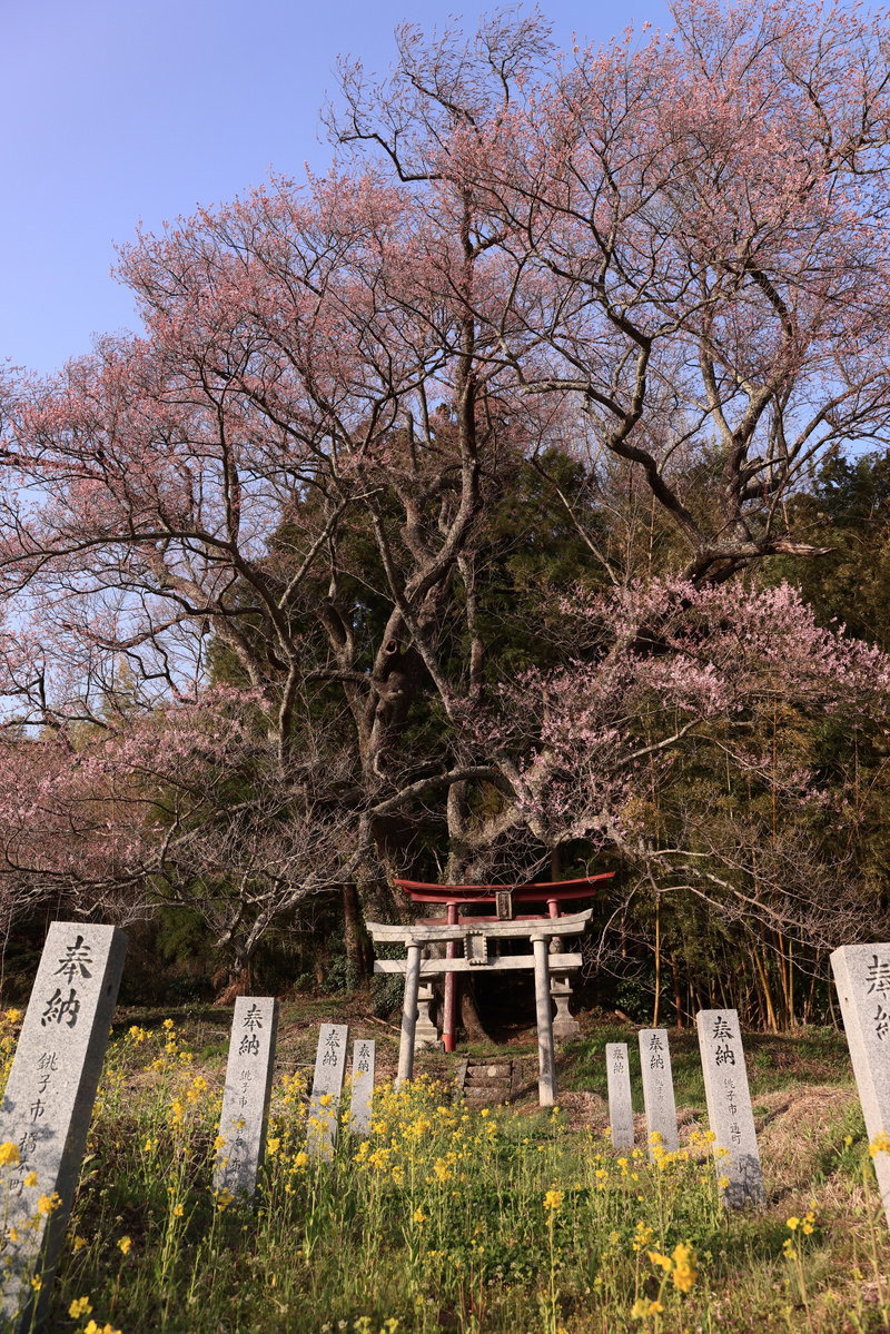 紅白の鳥居が立つ参道で、樹齢の古い桜が淡いピンクの花を咲かせており、周囲に奉納石柱と菜の花が見られる
