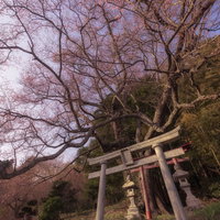 見上げた紅白の鳥居と開花する子授け櫻、樹齢古い一本桜の写真