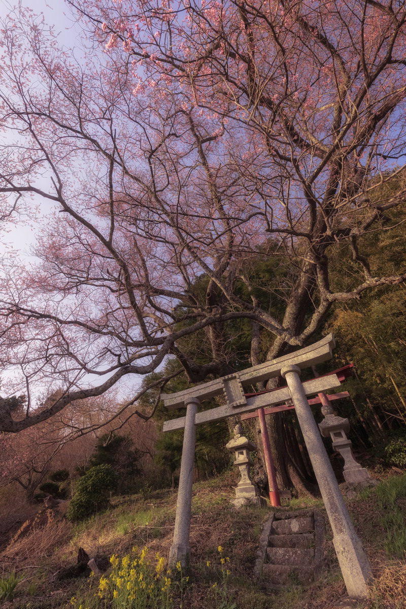 樹齢の長い一本桜と紅白の鳥居を下から見上げた春の神社の風景