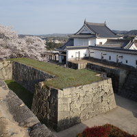 津山城跡の備中櫓と満開の桜並木の写真