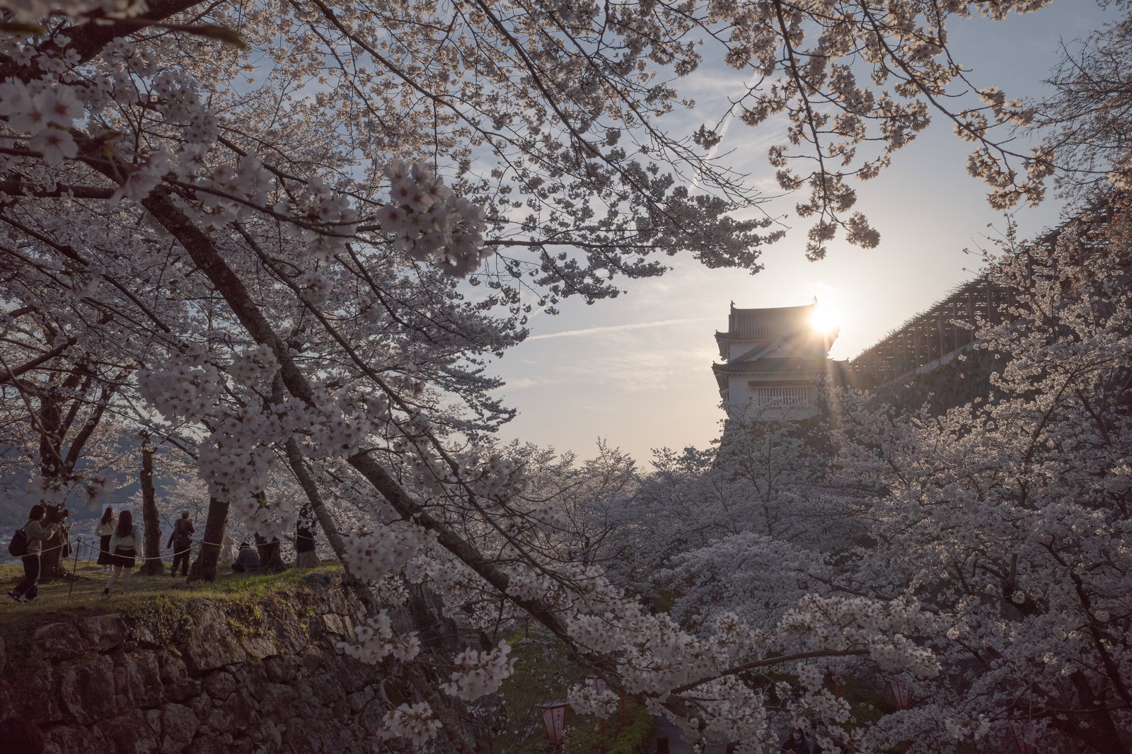 津山城跡の備中櫓の上に満開の桜の枝がかかり、花見客が訪れている春の風景