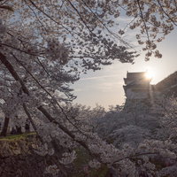 津山城跡の備中櫓と満開の桜並木に集う花見客の写真