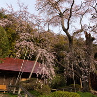 福島県郡山市の雪村庵を覆う満開の雪村桜の一本桜の写真