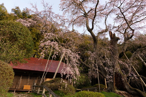 福島県郡山市の雪村庵を覆う満開の雪村桜の一本桜