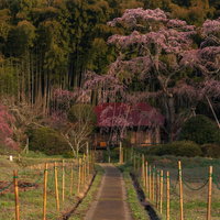 郡山市の雪村桜へ続く一本道の春景色の写真