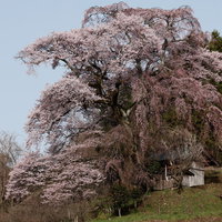 福島県郡山市の天神夫婦桜、満開の薄紅色に包まれたお堂の写真