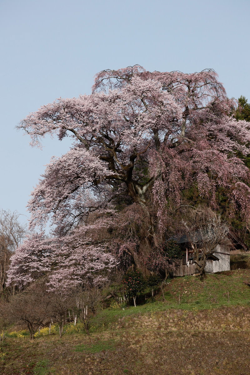 満開の薄いピンク色の枝垂れ桜と背景にある小さなお堂