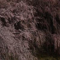 福島県郡山市の天神夫婦桜、咲き誇る枝先の淡いピンク色の花の写真