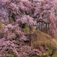 お堂を守るように咲き誇る天神夫婦桜、福島県郡山市の春の写真