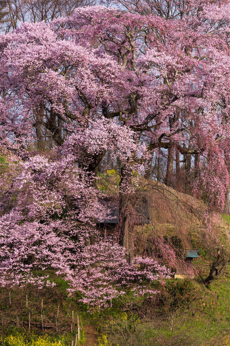 お堂の前で満開に咲く淡いピンク色の天神夫婦桜