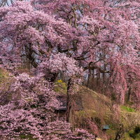 お堂を覆う満開のエドヒガシ天神夫婦桜の写真