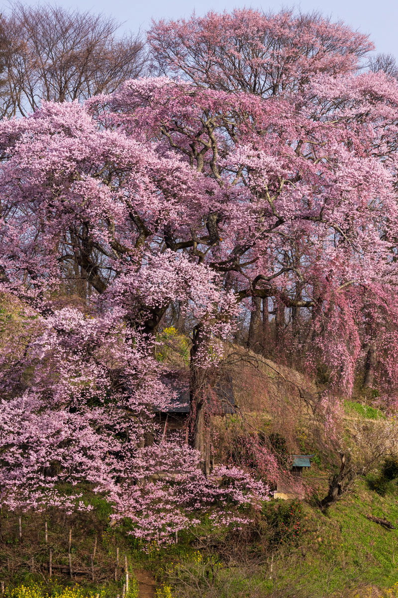 お堂を覆う満開のエドヒガシ天神夫婦桜。ピンク色の花が枝全体に咲いている