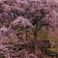 天神夫婦桜のお堂を彩るしだれ桜の満開の写真