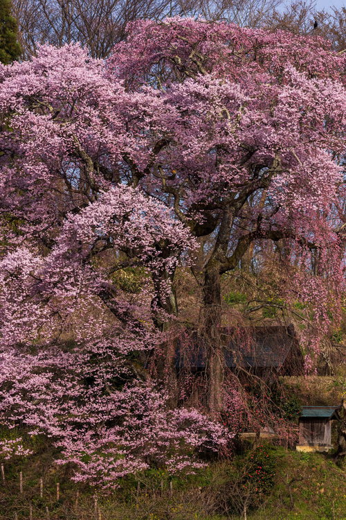 天神夫婦桜のお堂を彩るしだれ桜の満開