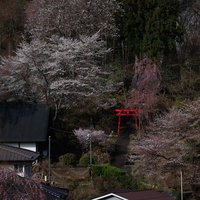 赤い鳥居とヤマザクラ（天神夫婦桜）が咲く春の風景の写真
