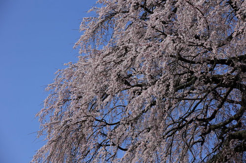 澄んだ青空に映える福島県郡山市の天神夫婦桜満開
