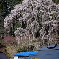 郡山市の内出のサクラ、民家の屋根を背景に満開に咲くしだれ桜の写真