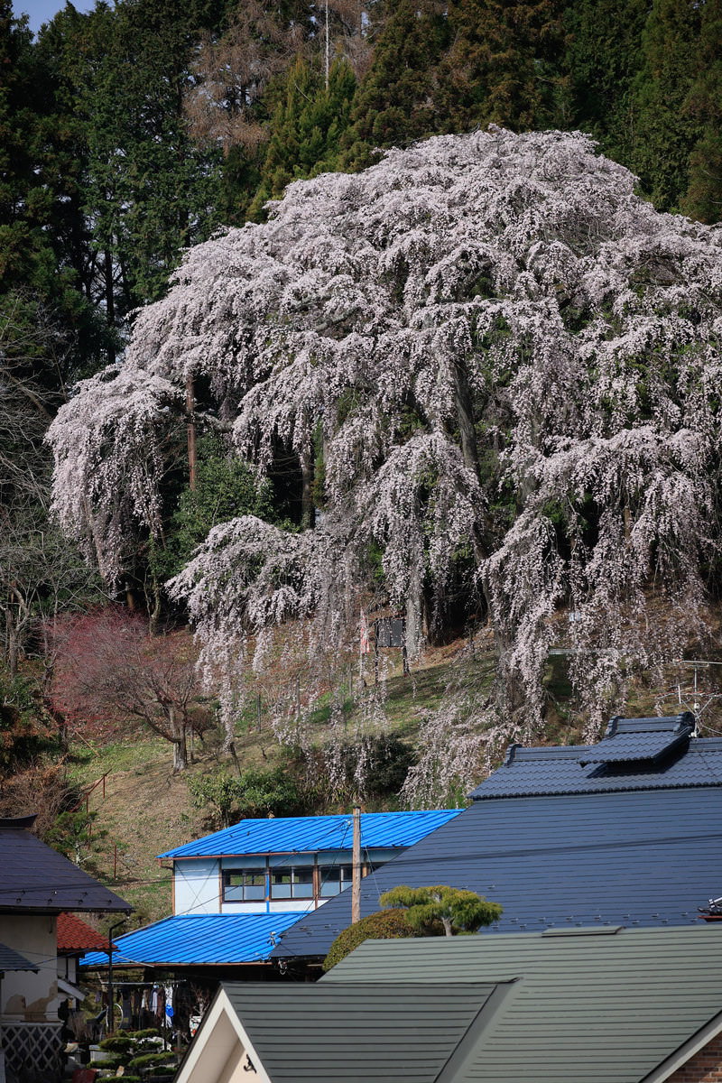 青い屋根の民家を背景に満開に咲く白いしだれ桜の内出のサクラ