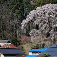 郡山市内出のサクラと民家の青い屋根の春景色の写真