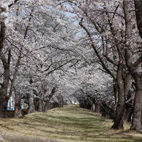 どこまでも続く桜のトンネル、開成山公園の満開の桜並木の写真
