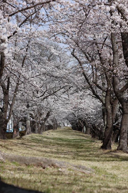 どこまでも続く桜のトンネル、開成山公園の満開の桜並木